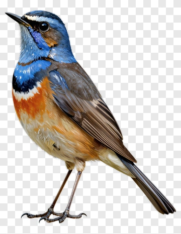 Bluethroat Bird With Colorful Feathers PNG