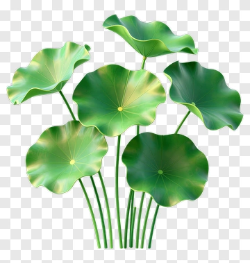 Green Lotus Leaves Arrangement PNG