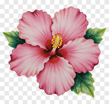 Pink Hibiscus Flower PNG
