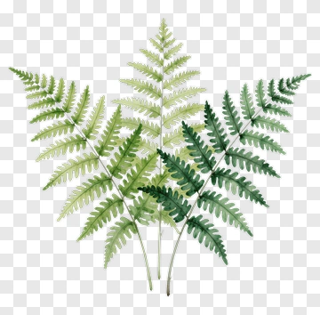 Watercolor Fern Leaves PNG
