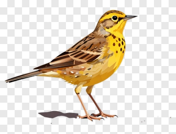 Illustration Of A Yellow Bird PNG
