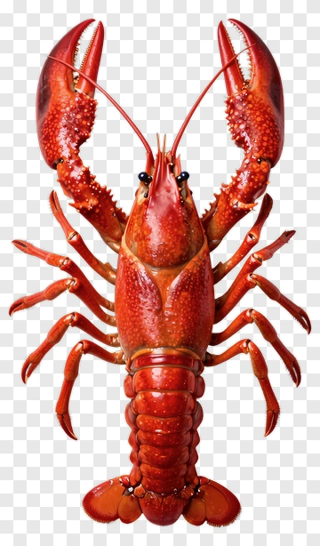 Realistic Red Lobster PNG