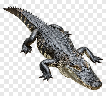 Realistic Crocodile PNG