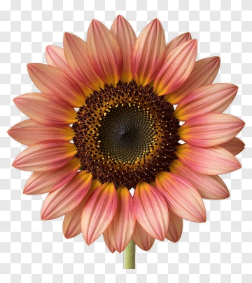 Pink Sunflower PNG