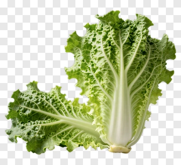 Fresh Romaine Lettuce PNG