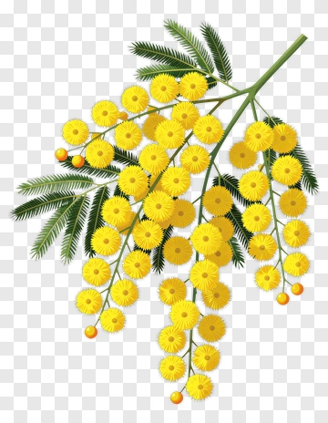 Yellow Mimosa Flower Branch PNG
