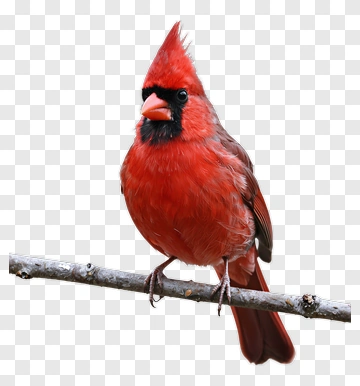 Red Cardinal Bird Perched On A Branch PNG