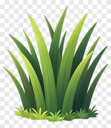 Colorful Grass PNG