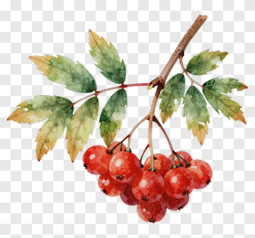Watercolor Red Berries On Branch With Green Leaves PNG