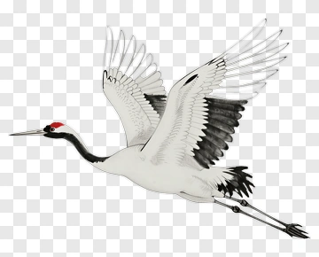 Flying Crane With Elegant Wings PNG