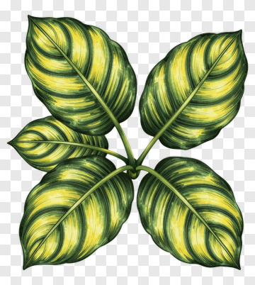 Colorful Leaves Arrangement PNG
