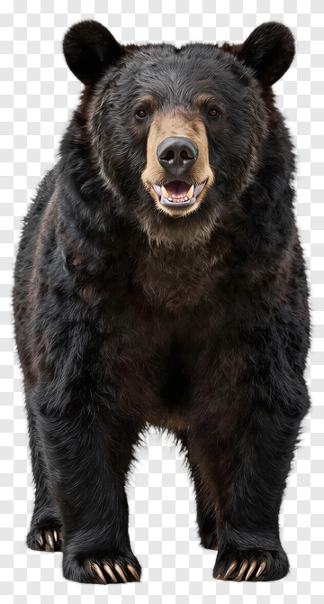 Black Bear Standing With A Friendly Expression PNG