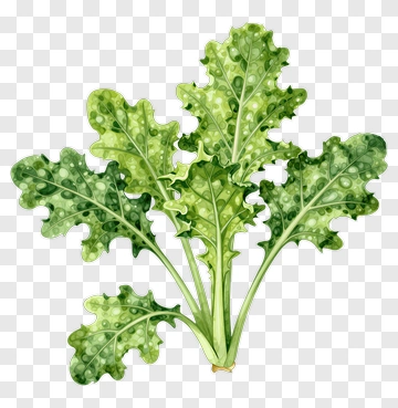 Watercolor Kale Leaves PNG