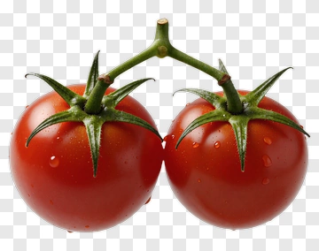Fresh Red Tomatoes On The Vine PNG