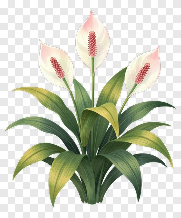 Beautiful Peace Lily Plant PNG
