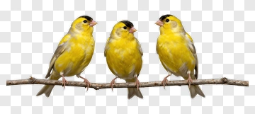 Three Yellow Birds On A Branch PNG