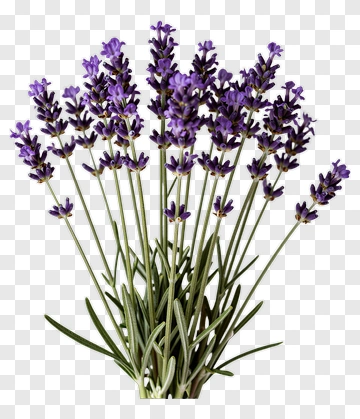 Lavender Bouquet PNG