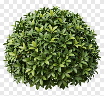 Green Bush PNG