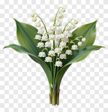 Lily Of The Valley Bouquet PNG