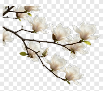 Magnolia Branch With White Flowers PNG