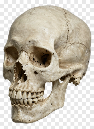 Human Skull Side View PNG