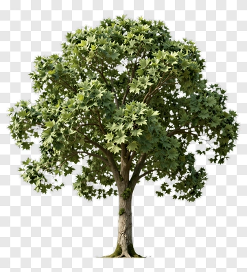 Realistic Green Tree PNG
