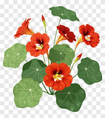 Colorful Nasturtium Flowers With Green Leaves PNG