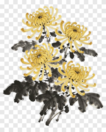 Yellow Chrysanthemum Flowers PNG