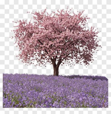 Colorful Cherry Blossom Tree In A Field Of Purple Flowers PNG