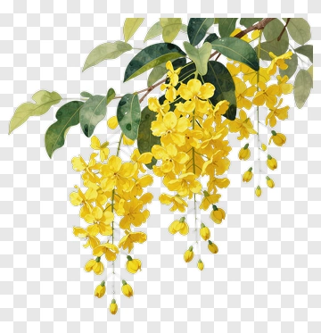 Yellow Flowering Plant With Green Leaves PNG