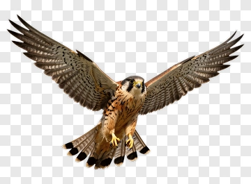 Flying Falcon With Outstretched Wings PNG