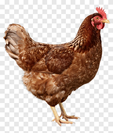 Brown Chicken Standing PNG