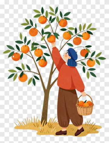 Woman Picking Oranges From A Tree PNG