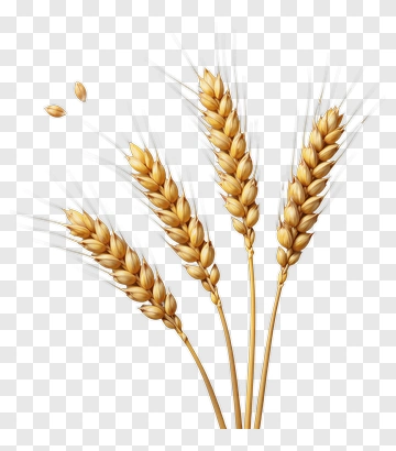 Wheat Sheaves PNG