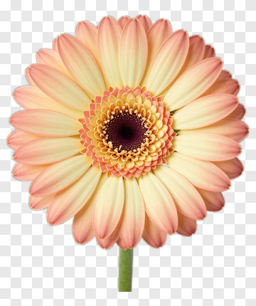 Beautiful Gerbera Daisy Flower PNG