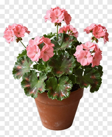 Pink Geranium Plant In A Pot PNG
