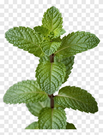 Fresh Mint Plant PNG