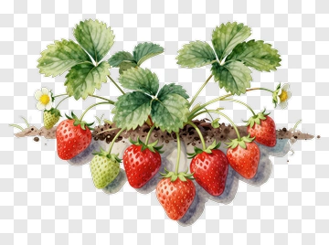 Watercolor Strawberry Plant With Ripe And Unripe Berries PNG