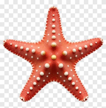 Red Starfish PNG