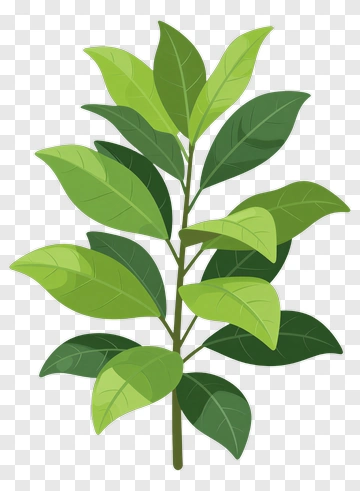 Green Leafy Plant PNG