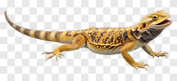 Bearded Dragon Lizard PNG