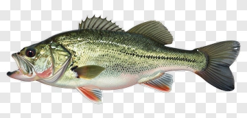 Largemouth Bass Fish PNG