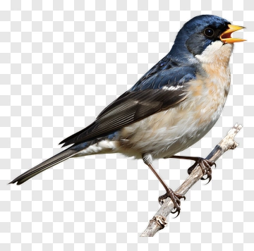 Bird Perched On A Branch PNG