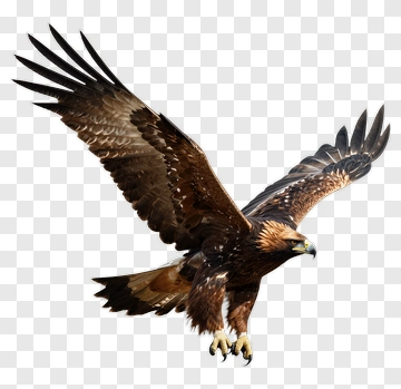 Golden Eagle In Flight PNG