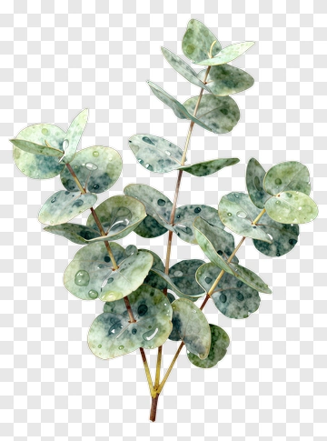 Watercolor Eucalyptus Leaves PNG