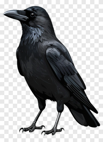 Realistic Black Raven Standing PNG