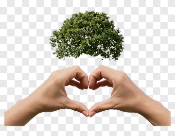 Hands Forming Heart Shape With A Tree PNG