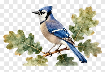 Blue Jay Perched On Oak Leaves PNG