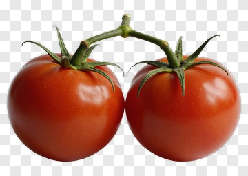 Fresh Red Tomatoes On Vine PNG