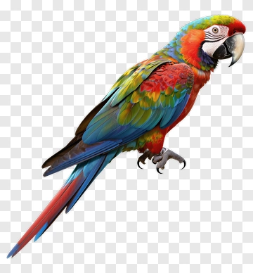 Colorful Parrot PNG
